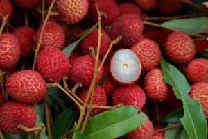 lychee